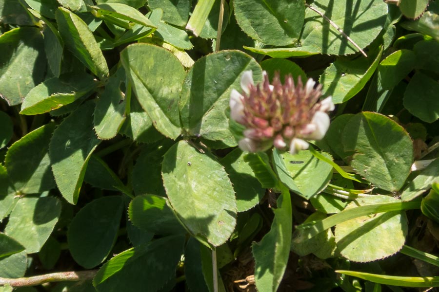 Trifolium pallescens / Trifoglio pallescente